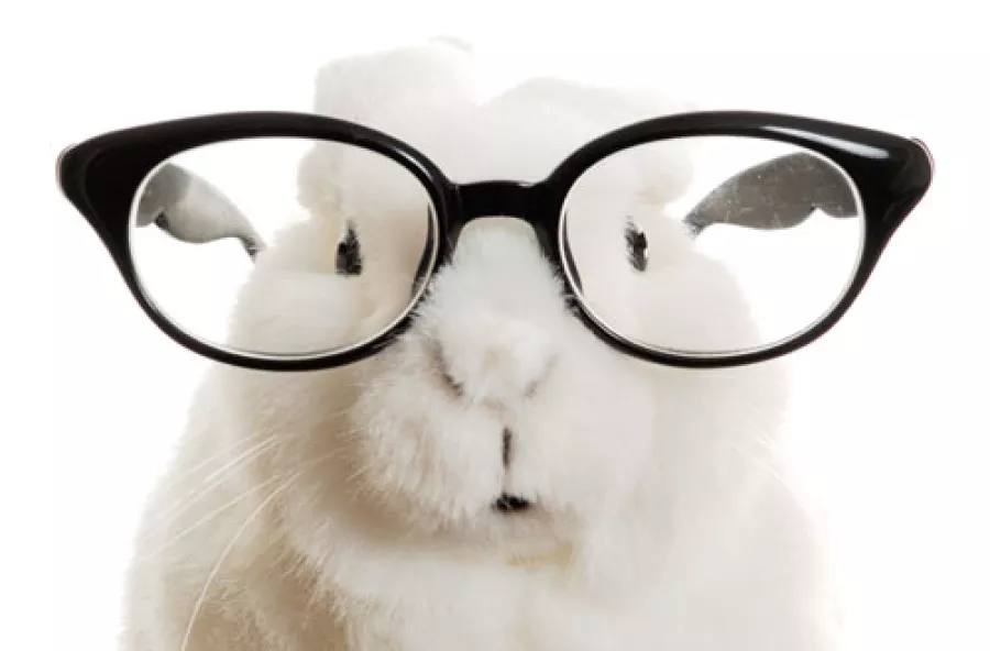 Easter bunny in glasses image